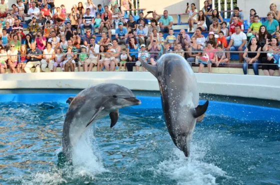 Agadir Dolphin World  Experience