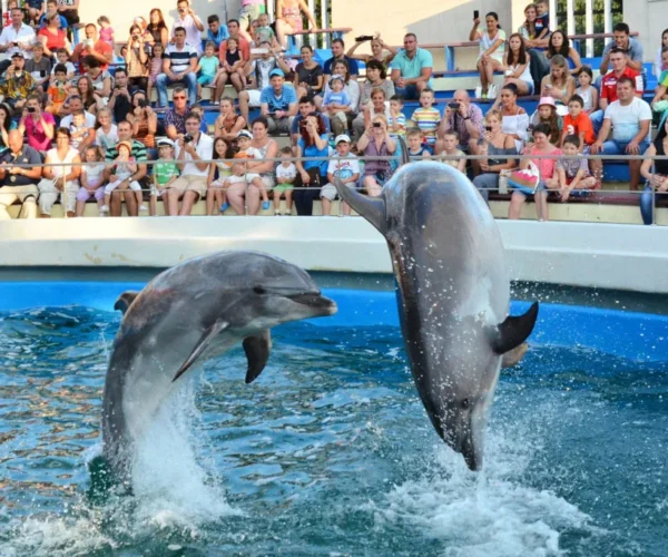 Agadir Dolphin World  Experience