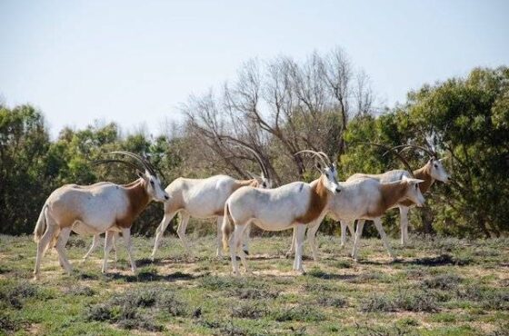 Souss Massa National Park | Explore Agadir’s Wildlife Haven