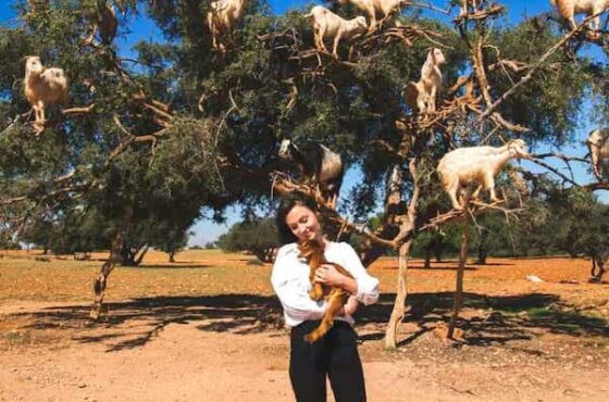 Goats On the Tree trip from Agadir