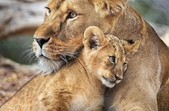 Agadir Lion Park: Experience the King of the Jungle Up Close